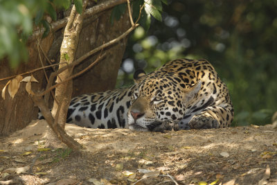 Jaguar - Panthera onca