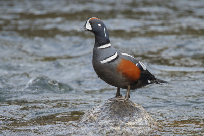 Harlequin duck - Histrionicus histrionicus