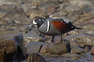 Harlequin duck - Histrionicus histrionicus