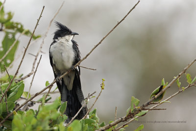 Jacobin Cuckoo - Clamator jacobinus