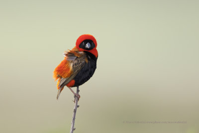 Southern Red Bishop - Euplectes oryx