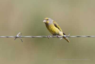 Cape canary - Serinus canicollis