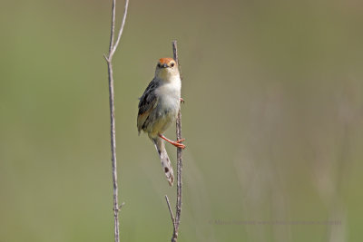 Levaillant's Cisticola - Cisticola tinniens