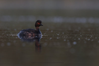 Black-necked greebe - Podiceps nigricollis