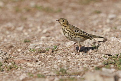 Tree pipit - Anthus trivialis