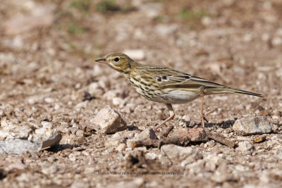 Tree pipit - Anthus trivialis