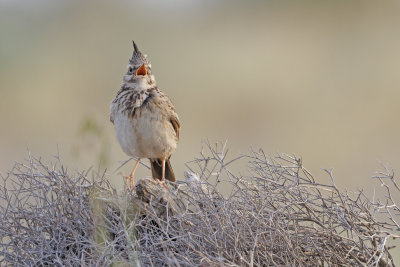 Crested lark - Galerida cristata