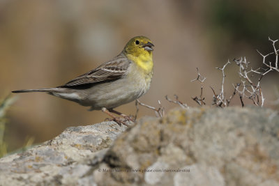 Cinereous bunting - Emberiza cineracea