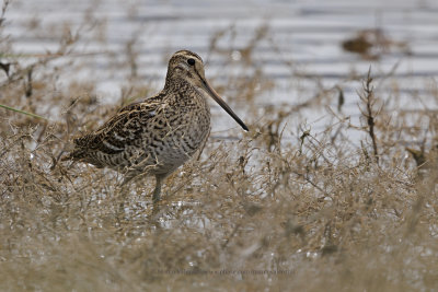 Great Snipe - Gallinago media
