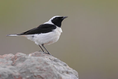 Eastern Black-eared Wheatear - Oenanthe melanoleuca