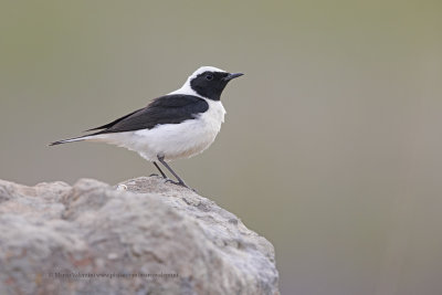 Eastern Black-eared Wheatear - Oenanthe melanoleuca