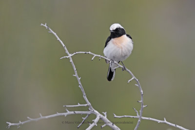 Eastern Black-eared Wheatear - Oenanthe melanoleuca