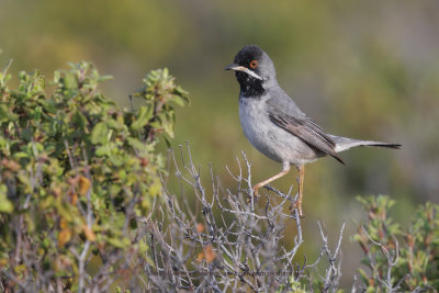 Rüppell's Warbler - Curruca ruppeli