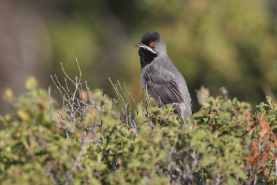Rüppell's Warbler - Curruca ruppeli