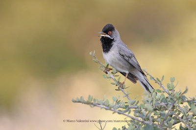 Rüppell's Warbler - Curruca ruppeli