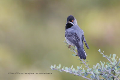Rüppell's Warbler - Curruca ruppeli