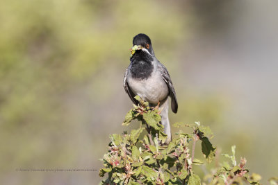 Rüppell's Warbler - Curruca ruppeli