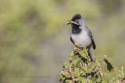 Rüppell's Warbler - Curruca ruppeli