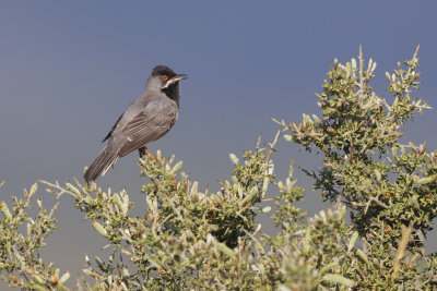 Rüppell's Warbler - Curruca ruppeli