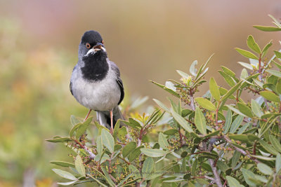 Rüppell's Warbler - Curruca ruppeli