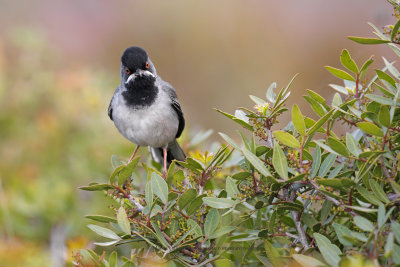 Rüppell's Warbler - Curruca ruppeli