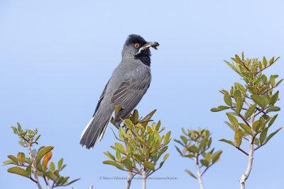 Rüppell's Warbler - Curruca ruppeli