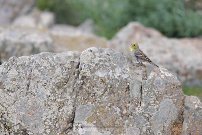 Cinereous bunting - Emberiza cineracea