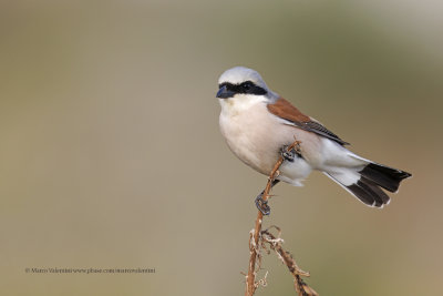 Red-backed Shrike - Lanius collurio