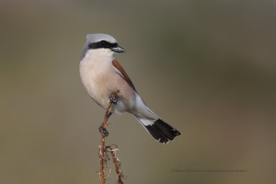 Red-backed Shrike - Lanius collurio