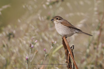 Red-backed Shrike - Lanius collurio