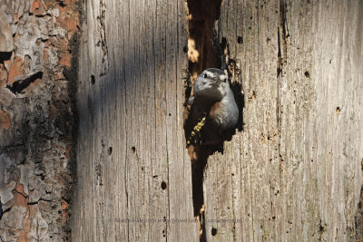 Krüpers Nuthatch - Sitta kruperi