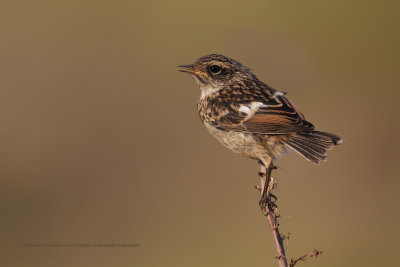 Eurasian Stonechat - Saxicola rubicola