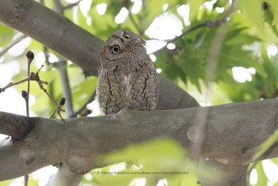 Eurasian Scops-owl - Otus scops