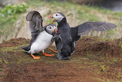 Atlantic puffin - Fratercula arctica