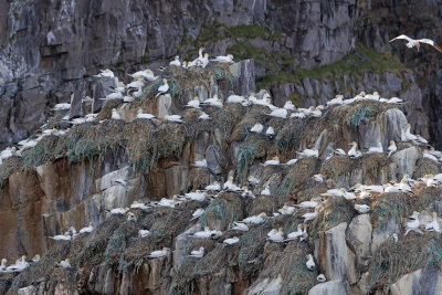 Northern Gannet - Morus bassanus