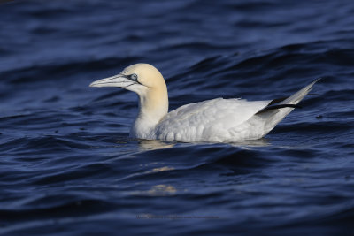 Northern Gannet - Morus bassanus