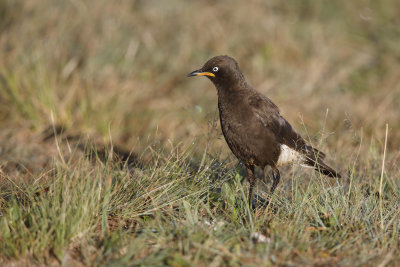 African Pied Starling - Lamprotornis bicolor