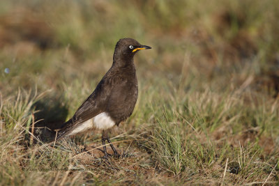 African Pied Starling - Lamprotornis bicolor