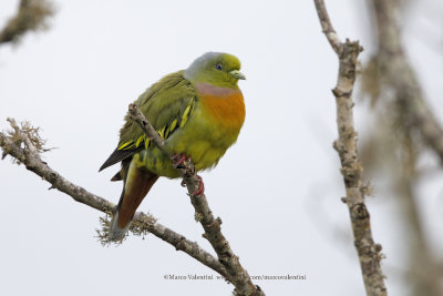Orange-breasted Green Pigeon - Treron bicincta