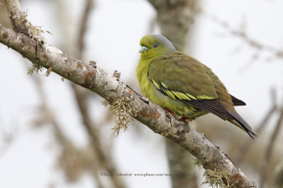 Orange-breasted Green Pigeon - Treron bicincta