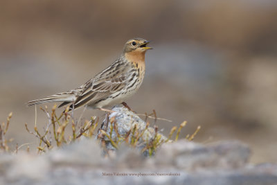 Red-throated Pipit - Anthus cervinus