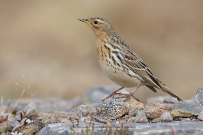 Red-throated Pipit - Anthus cervinus