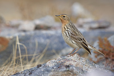 Red-throated Pipit - Anthus cervinus