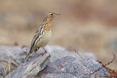 Red-throated Pipit - Anthus cervinus