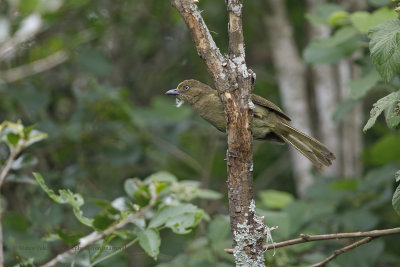 Sombre Greenbul - Andropadus importunus