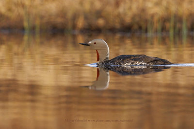 Red-throated Loon - Gavia stellata