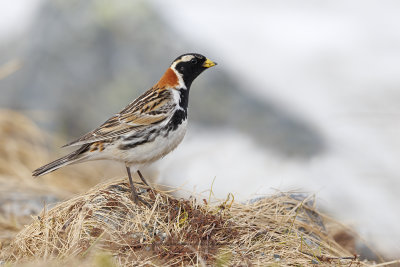 Lapland Longspur - Calcarius lapponicus