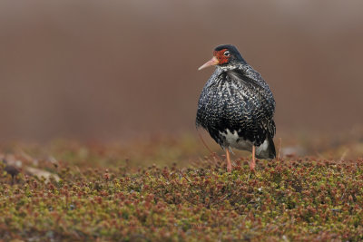 Ruff/Reeve - Philomachus pugnax