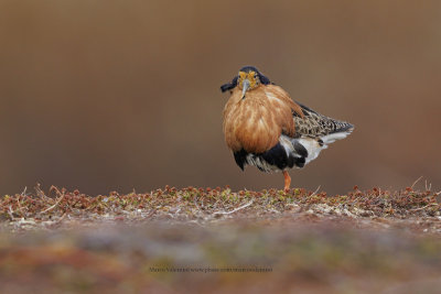 Ruff/Reeve - Philomachus pugnax