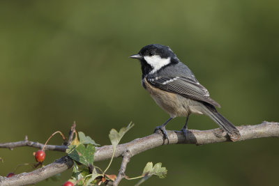 Coal tit - Peripatus ater